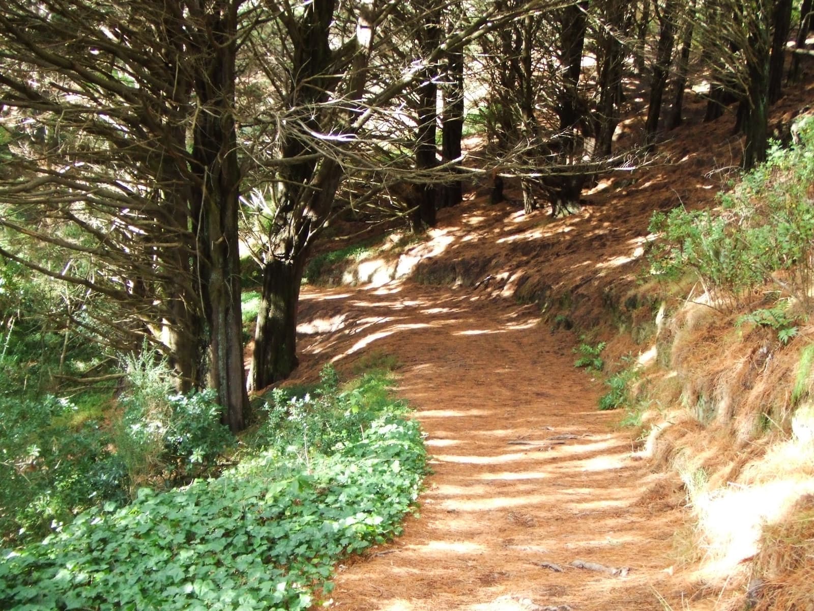 A dirt walking track through a pine forest