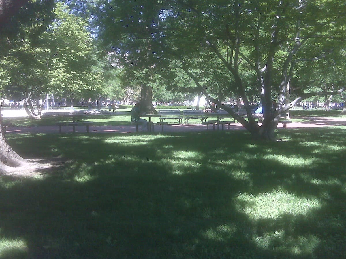 A green park with paths and trees in Washington