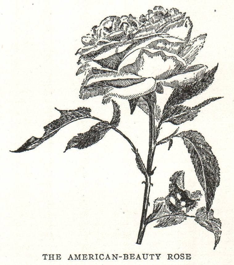 An engraving of a single full-blown rose on a leafy stem
