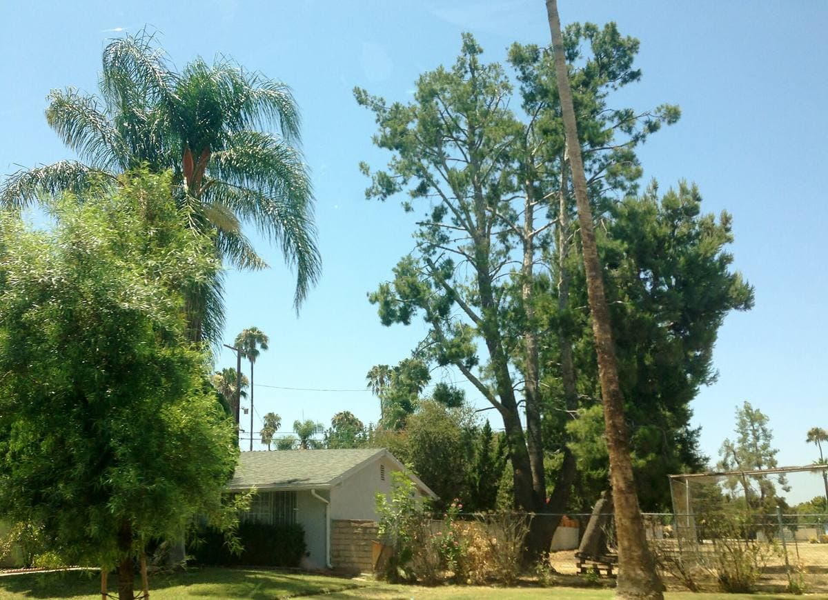 A low Valley house behind tall trees and a palm under a blue sky