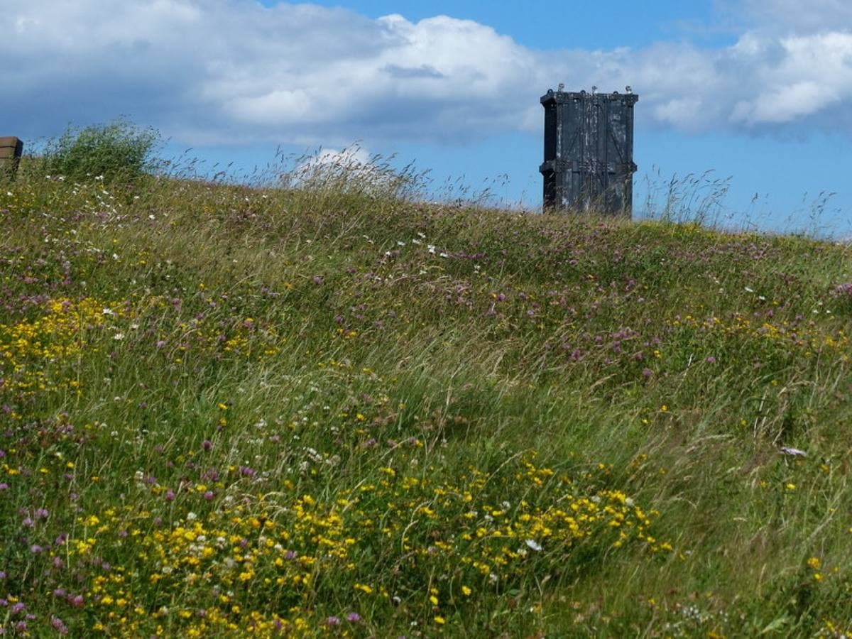 A dark steel pit cage on the skyline above long grass and yellow wild flowers