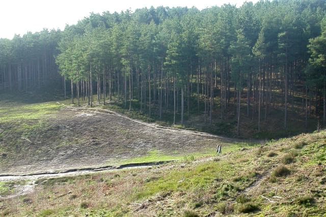A wide track running between conifers in Bourne Wood