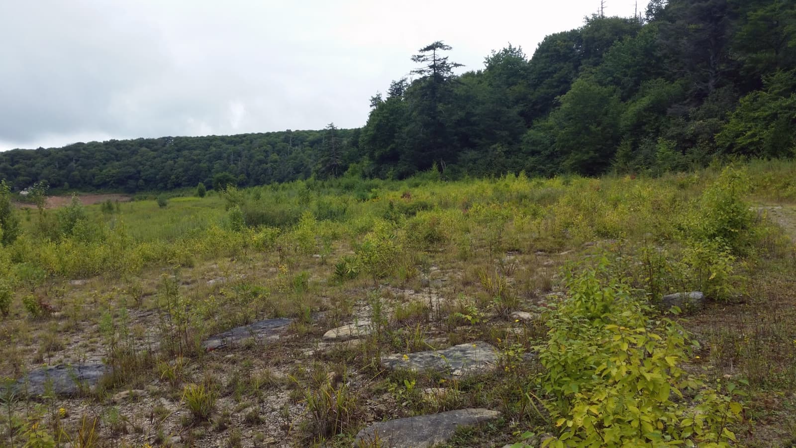A wide grassy hollow scattered with stones and bushes, ringed by forested hills