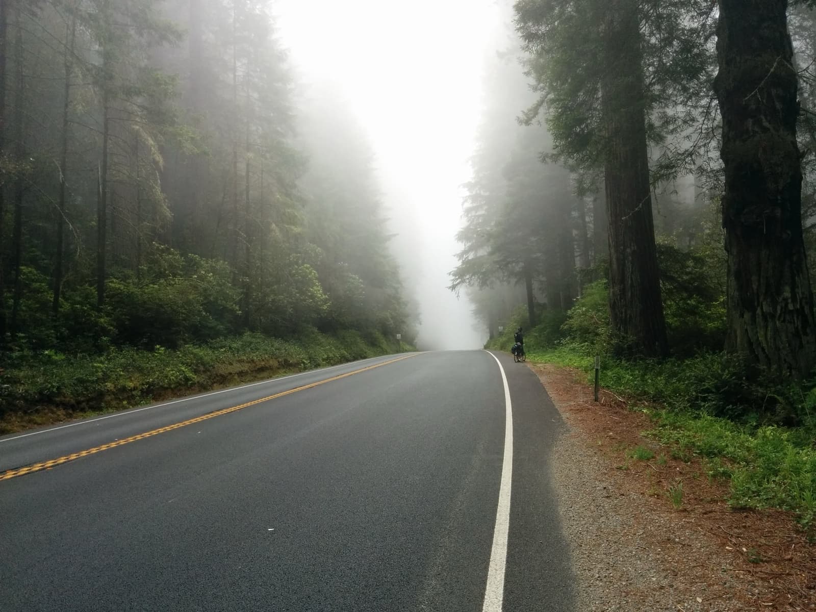 A road disappearing into white fog between dark redwoods