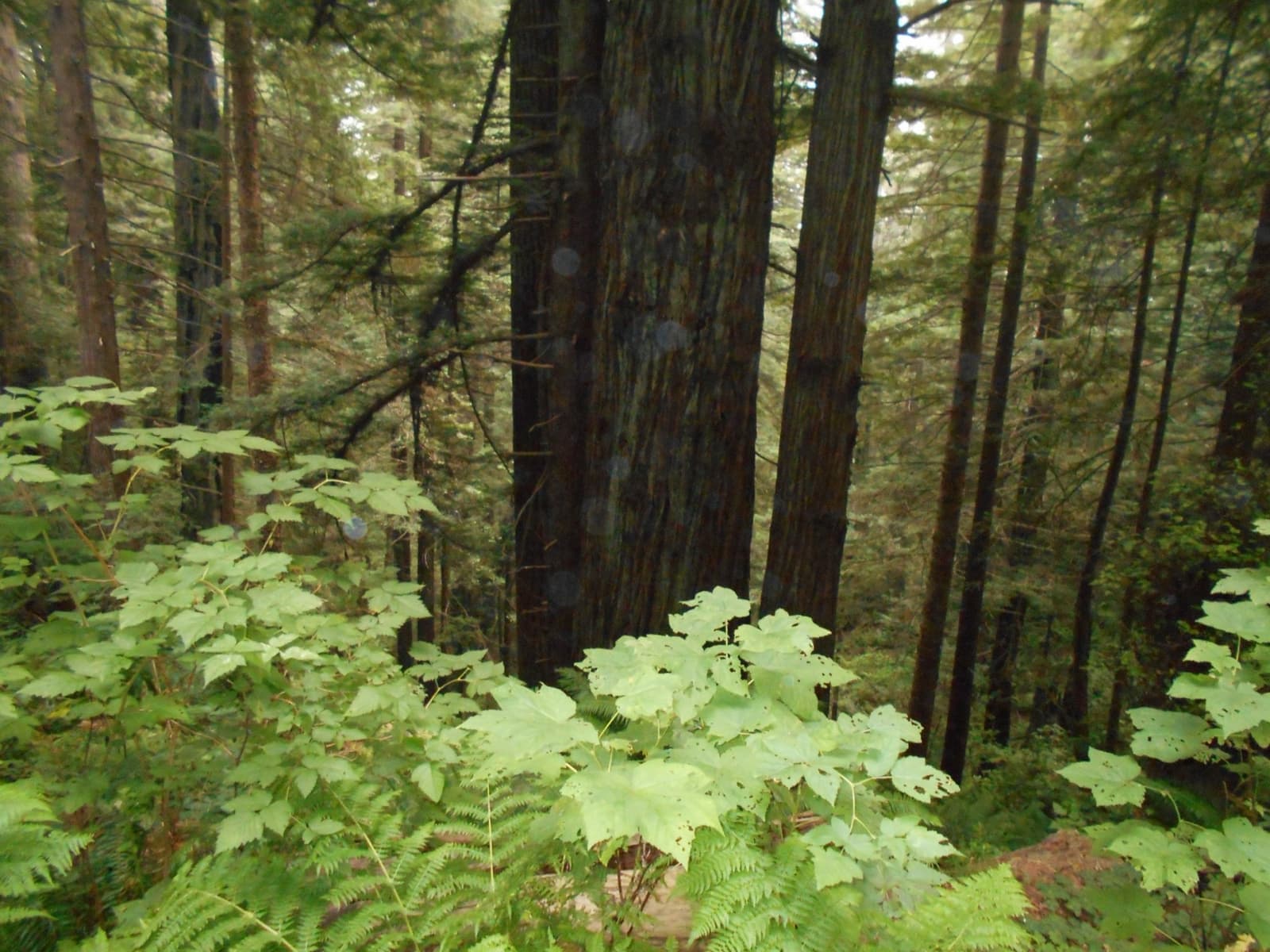 Tall straight redwood trunks rising out of green ferns and undergrowth