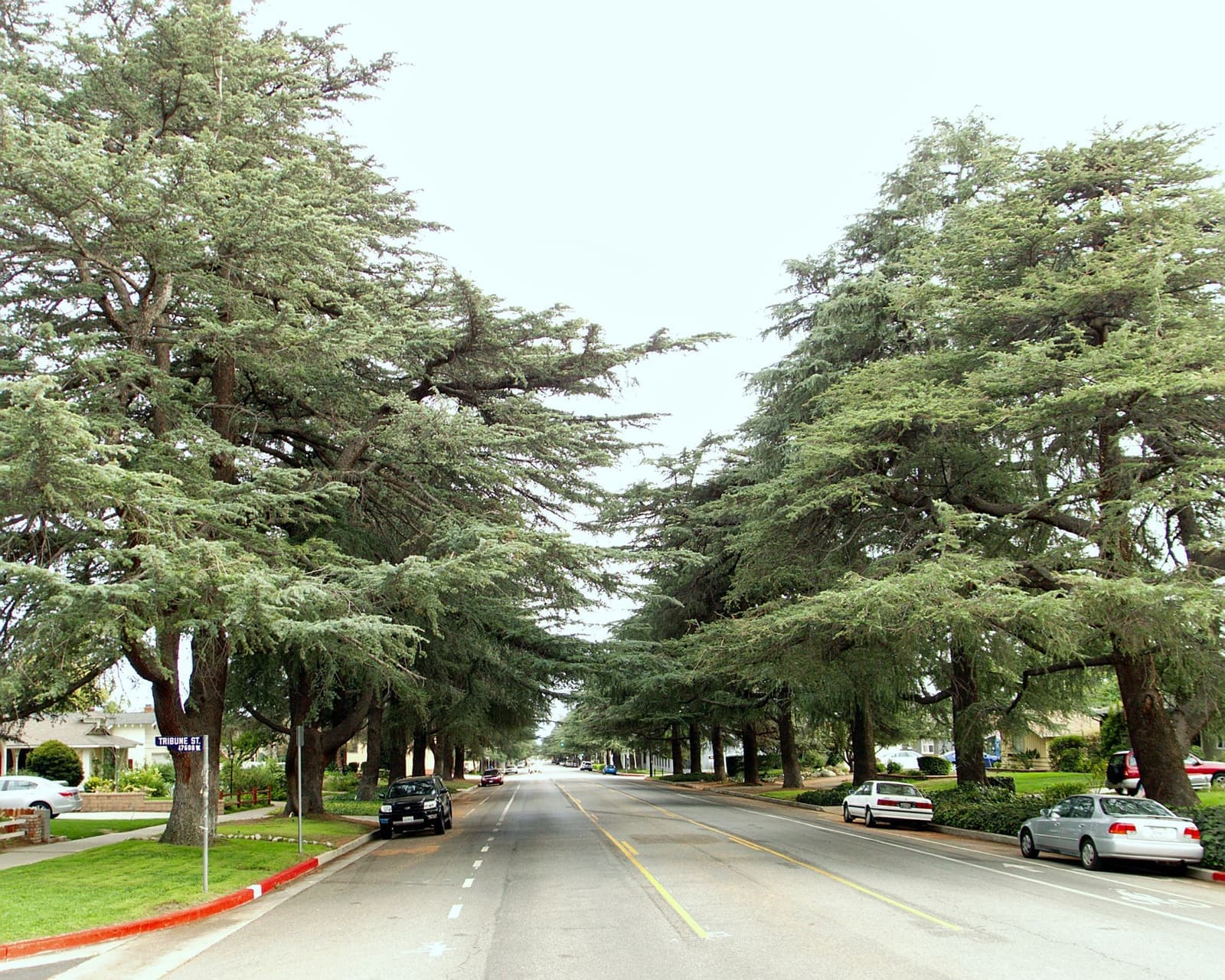 A wide straight avenue lined on both sides by tall, dark-green deodar cedars