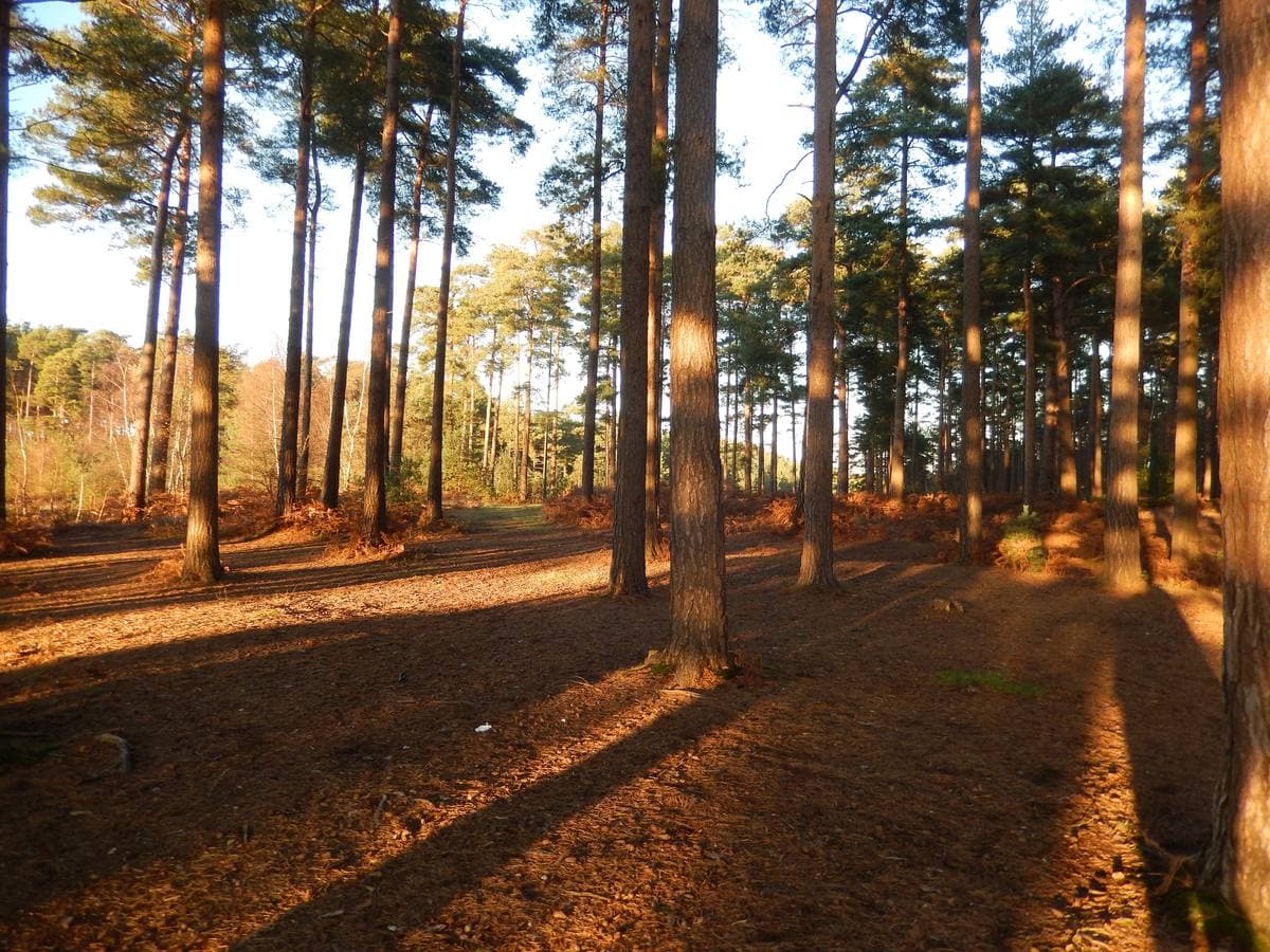 Tall pines throwing long shadows across a sandy woodland track