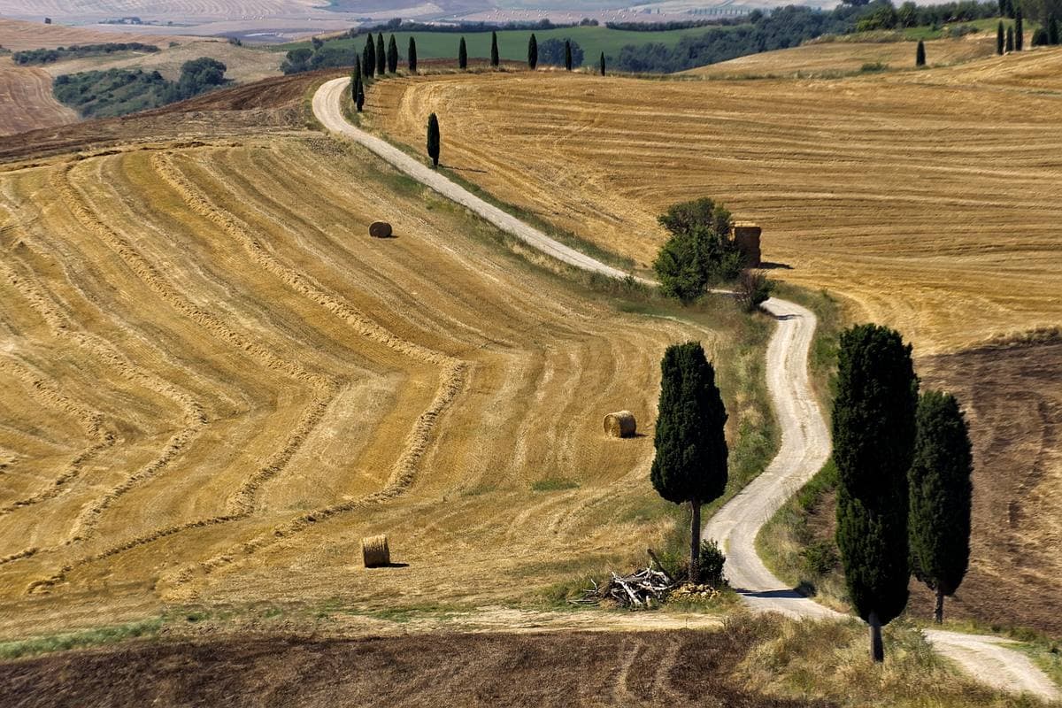 A white gravel road curving between golden harvested fields and a line of cypresses