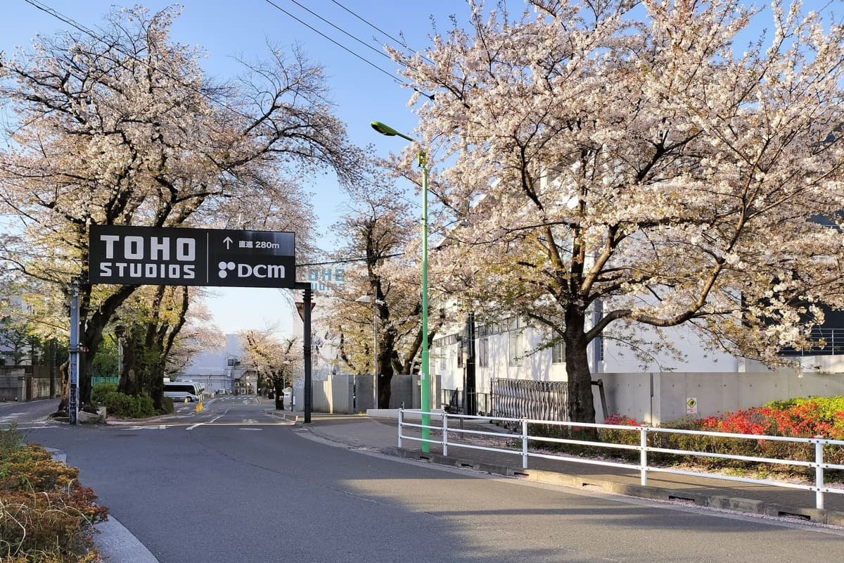 A Toho Studios road sign under cherry blossom on a quiet Tokyo street