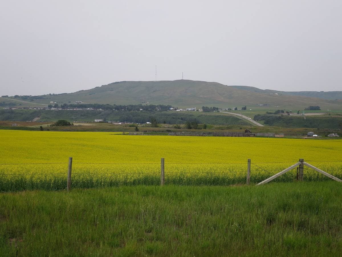 A yellow crop field in front of green rolling hills under a grey sky
