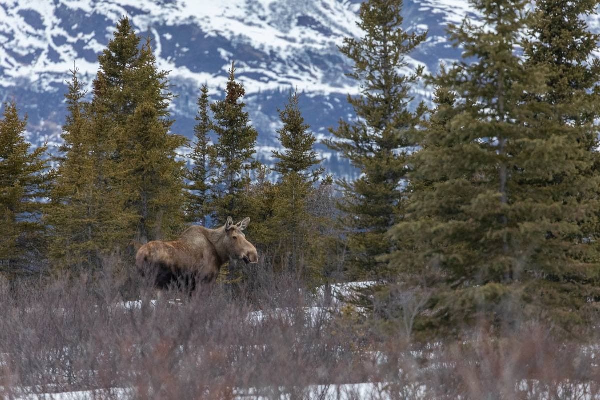 A moose standing in low brush among spruce trees, with snowy slopes behind
