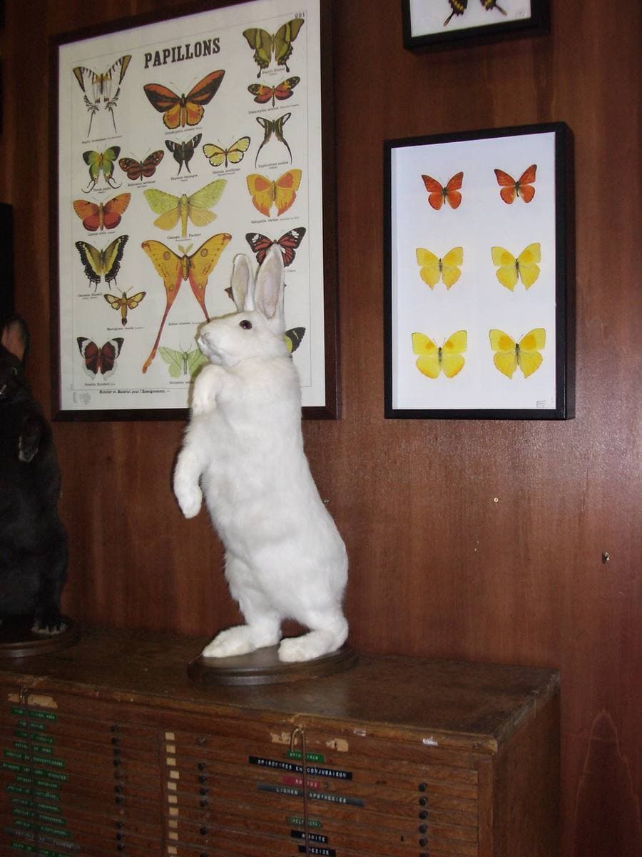 A white stuffed rabbit standing on its hind legs on a wooden cabinet beneath framed butterfly boards