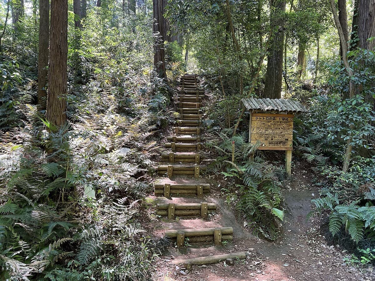 A path under trees in the Totoro Forest first area in the Sayama Hills.
