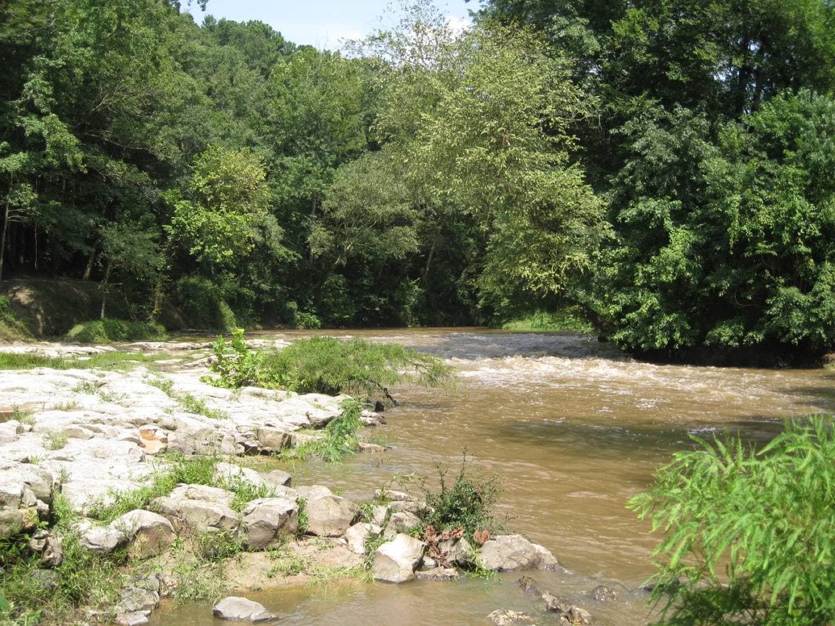 Pale rock ledges and shallow brown water between thick green trees