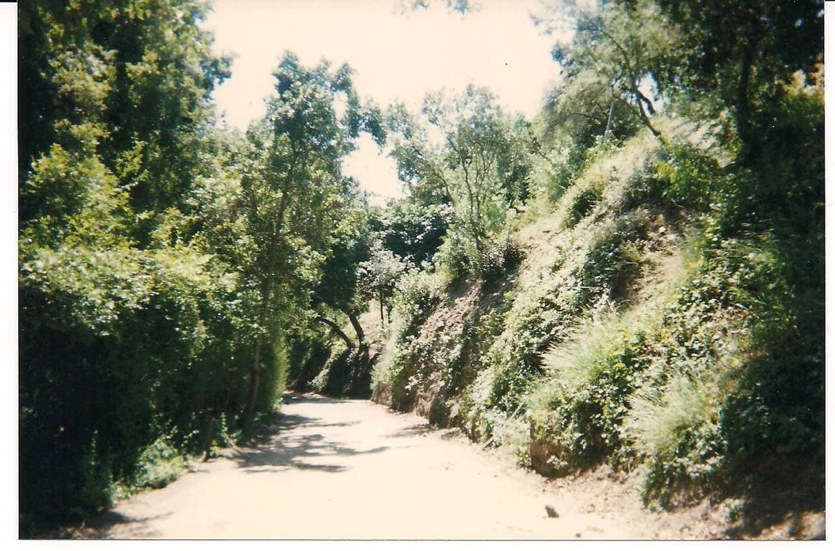 A narrow lane between steep, overgrown banks in the canyon