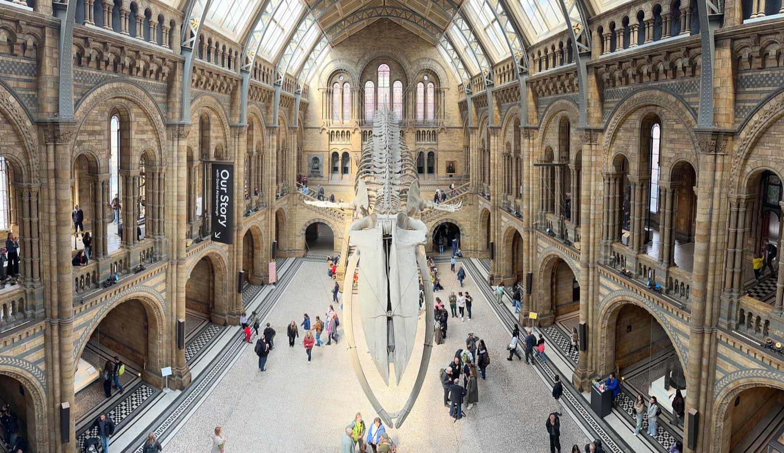 The arched Romanesque interior of Hintze Hall with a whale skeleton hanging overhead
