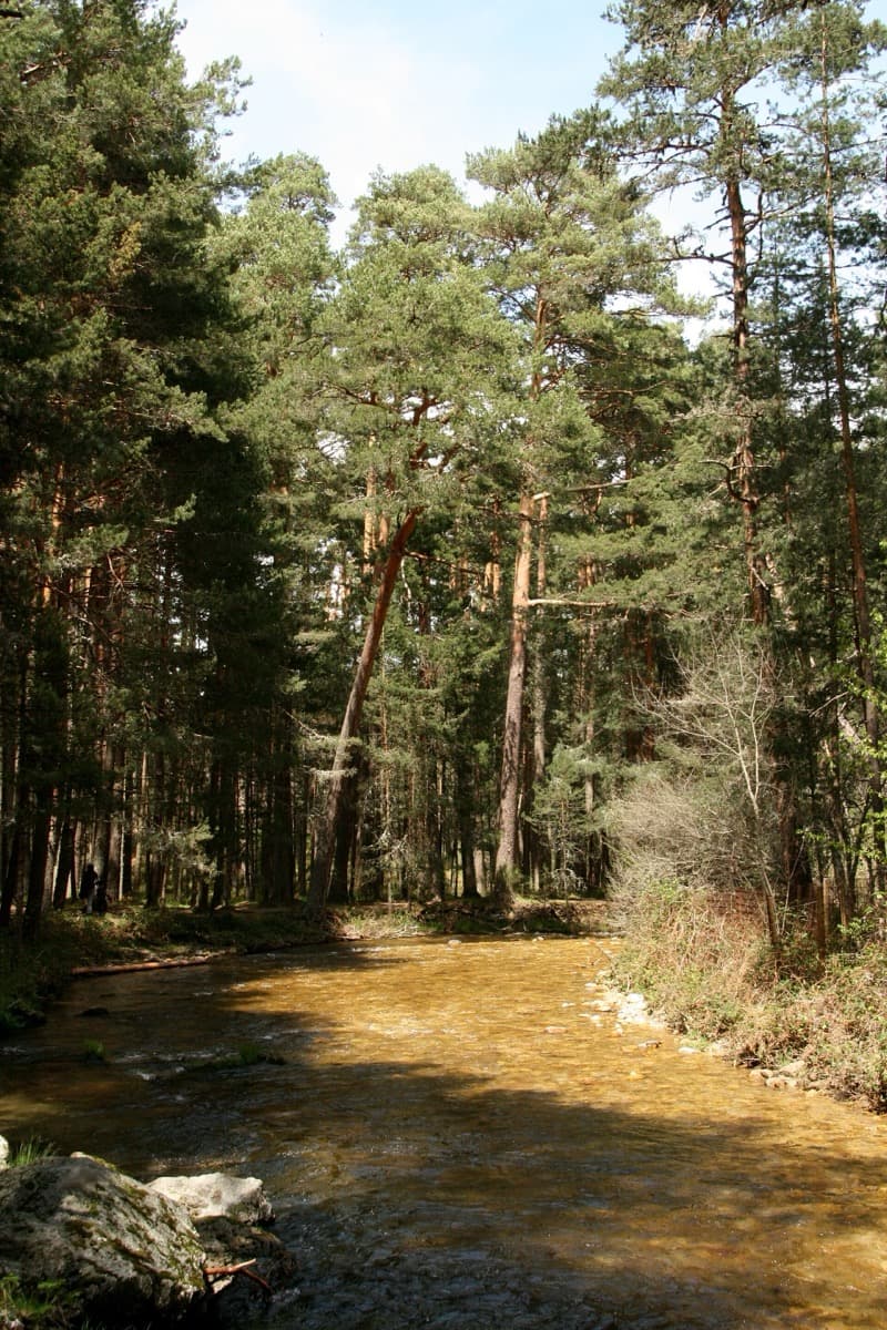 Pine woods on hills above a green valley
