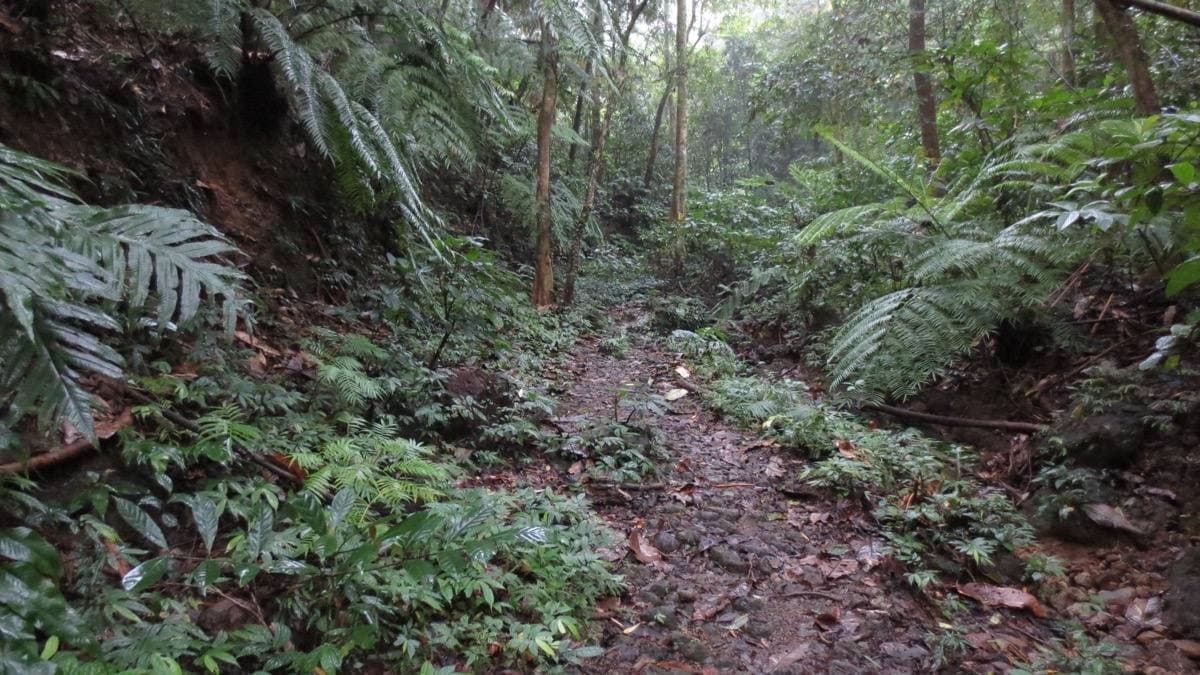 Tree ferns crowding a path on Mount Makiling