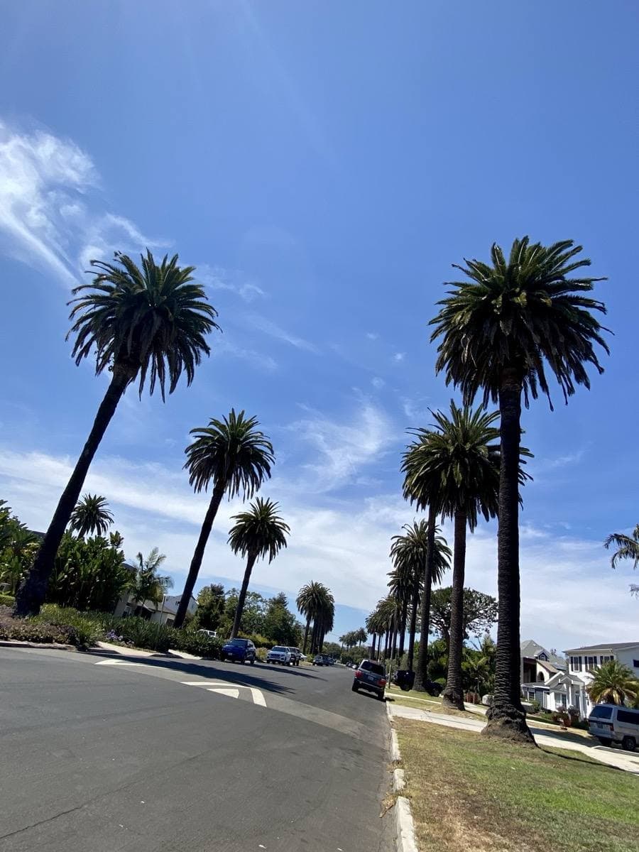 Tall palm trees above low houses in a Los Angeles neighbourhood under a blue sky