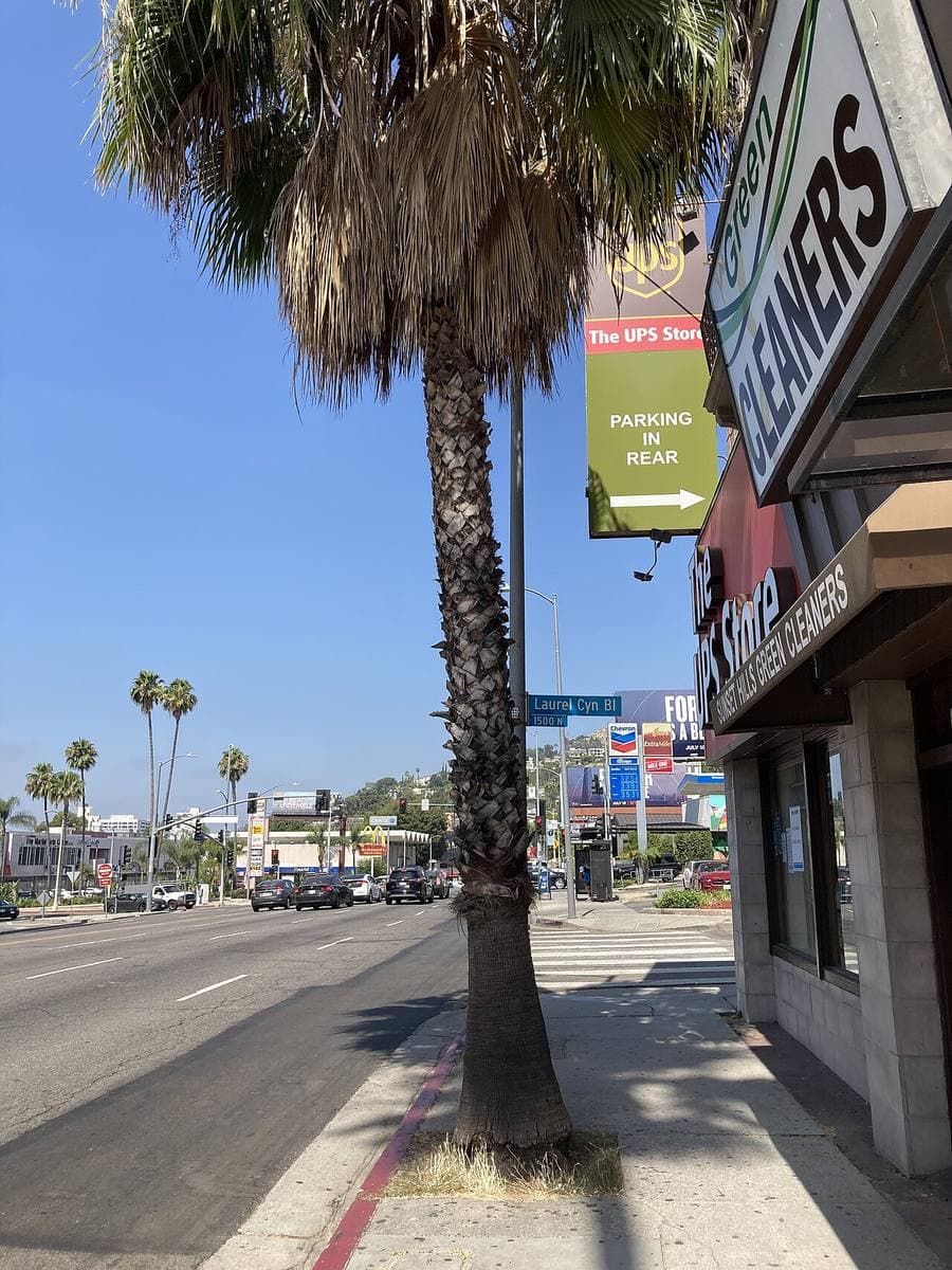 Sunset Boulevard running west under palms, a shop awning at the right edge