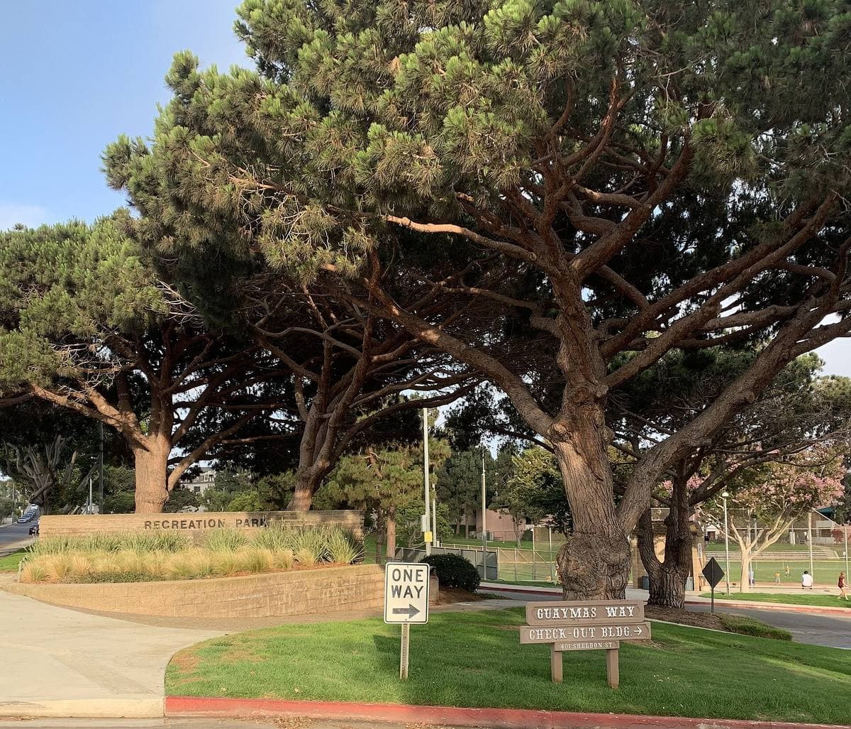 Pine trees and a park sign at Recreation Park, El Segundo