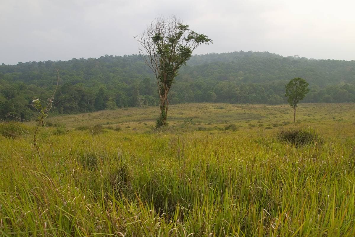 Tall green grass, scattered trees and a forested ridge