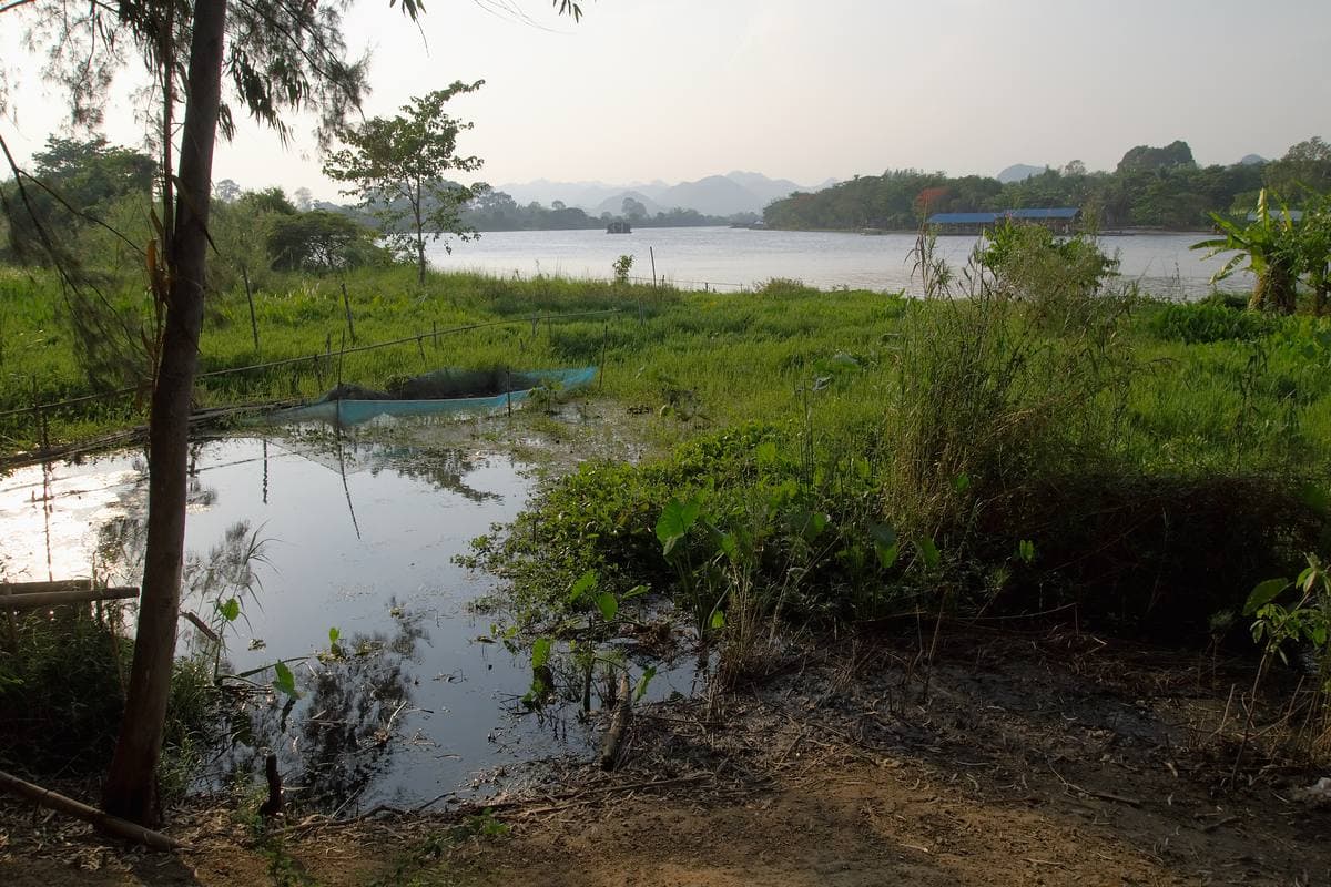 A calm river edged with reeds and trees in low evening light
