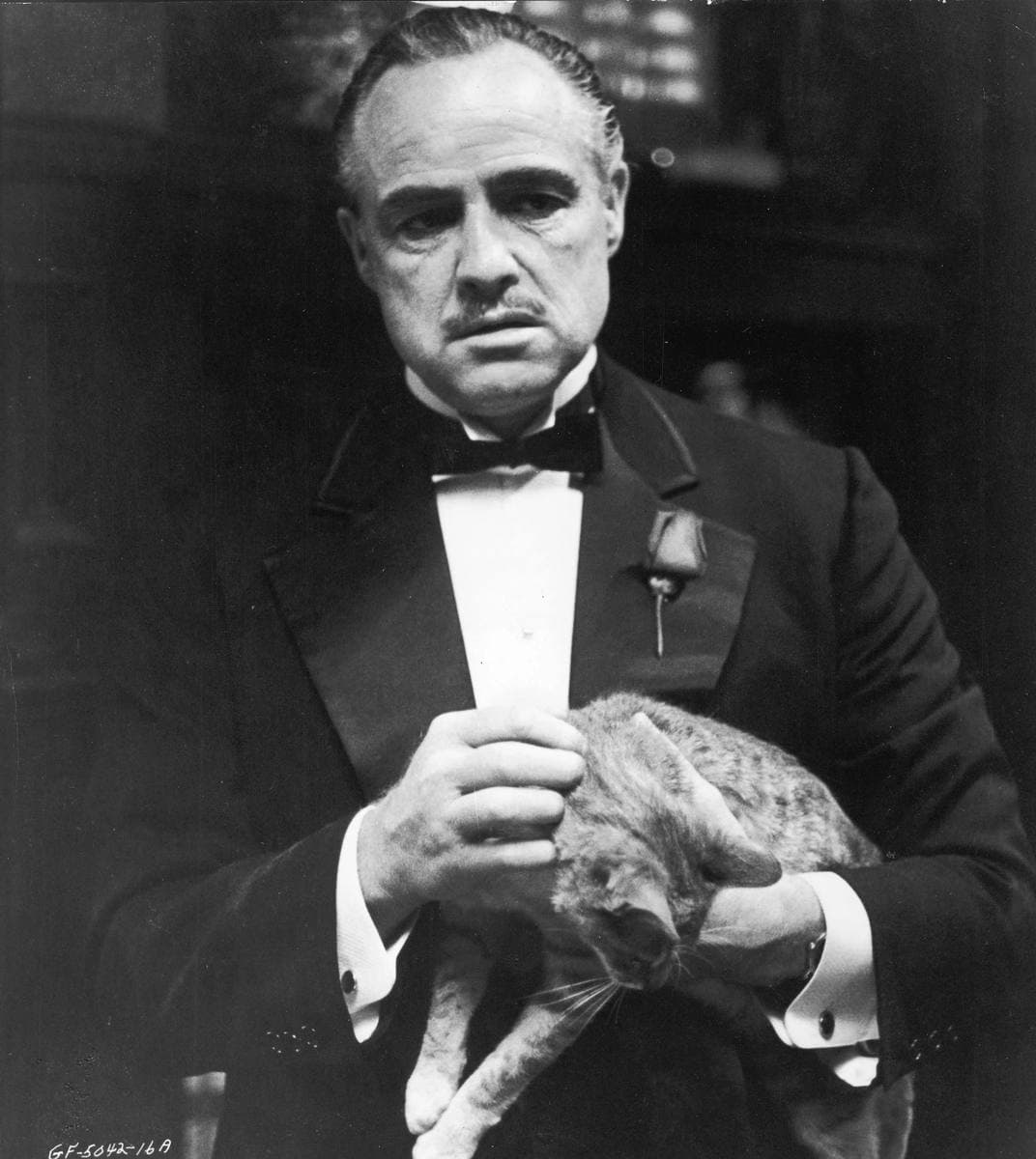 A grey-haired man in a dinner jacket and bow tie with a rose in his lapel, holding a cat