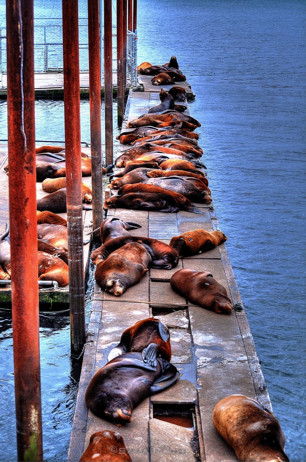 Dozens of brown sea lions asleep along a narrow wooden dock beside red pilings