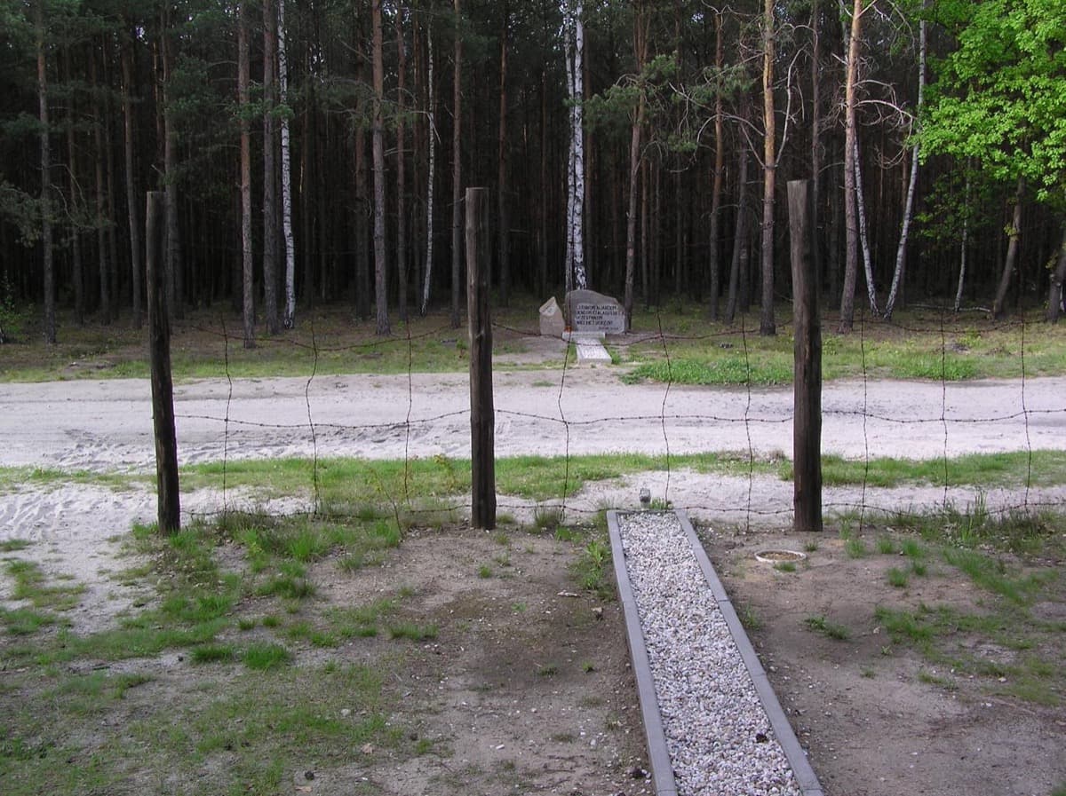 A short cleared cutting in a pine wood where the tunnel ended