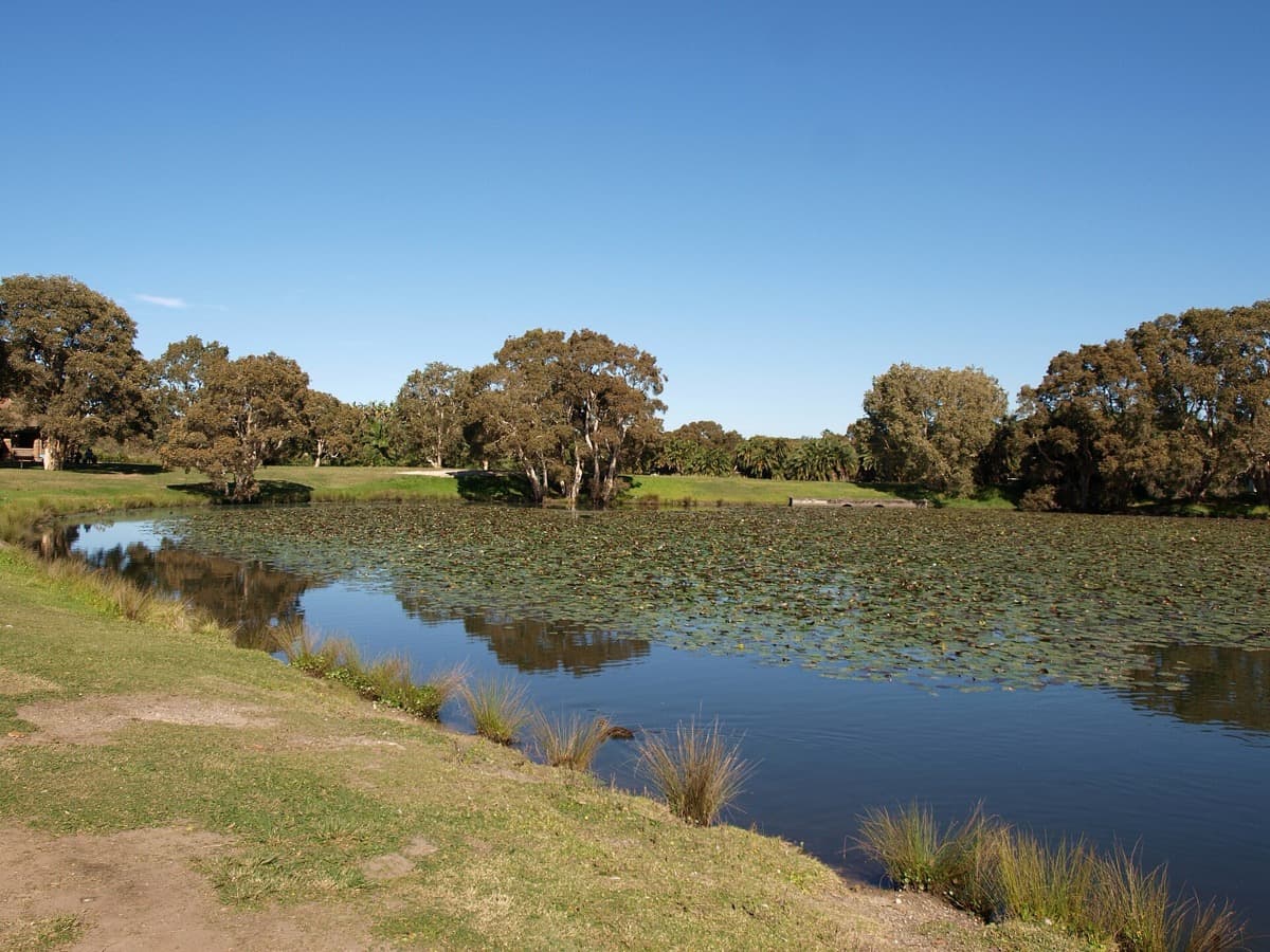 Trees and open parkland in Centennial Park