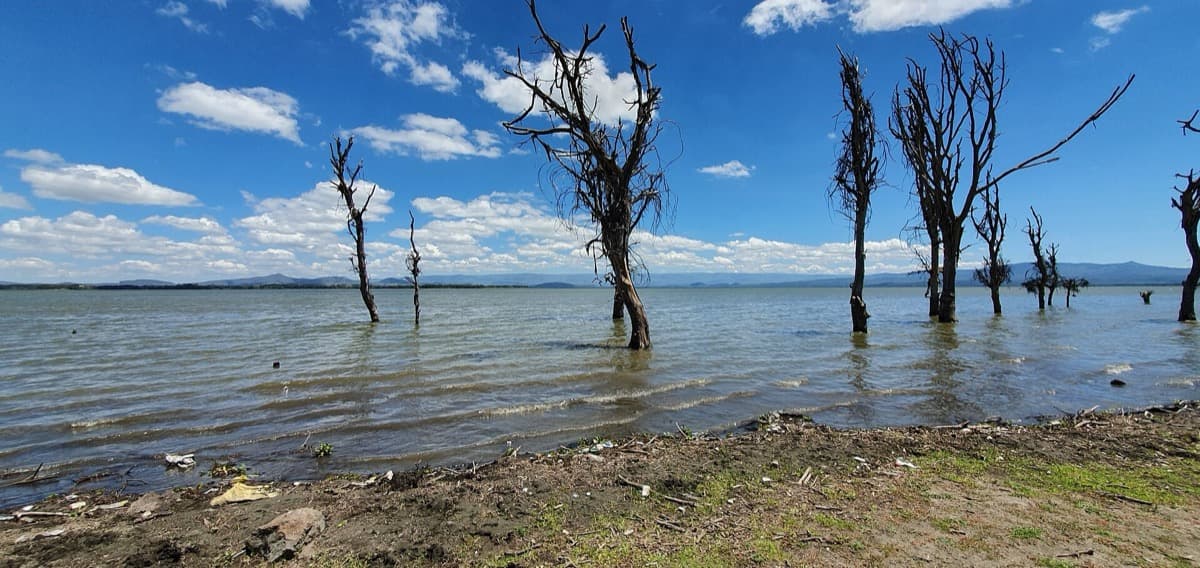 A calm lake shoreline with reeds and low hills