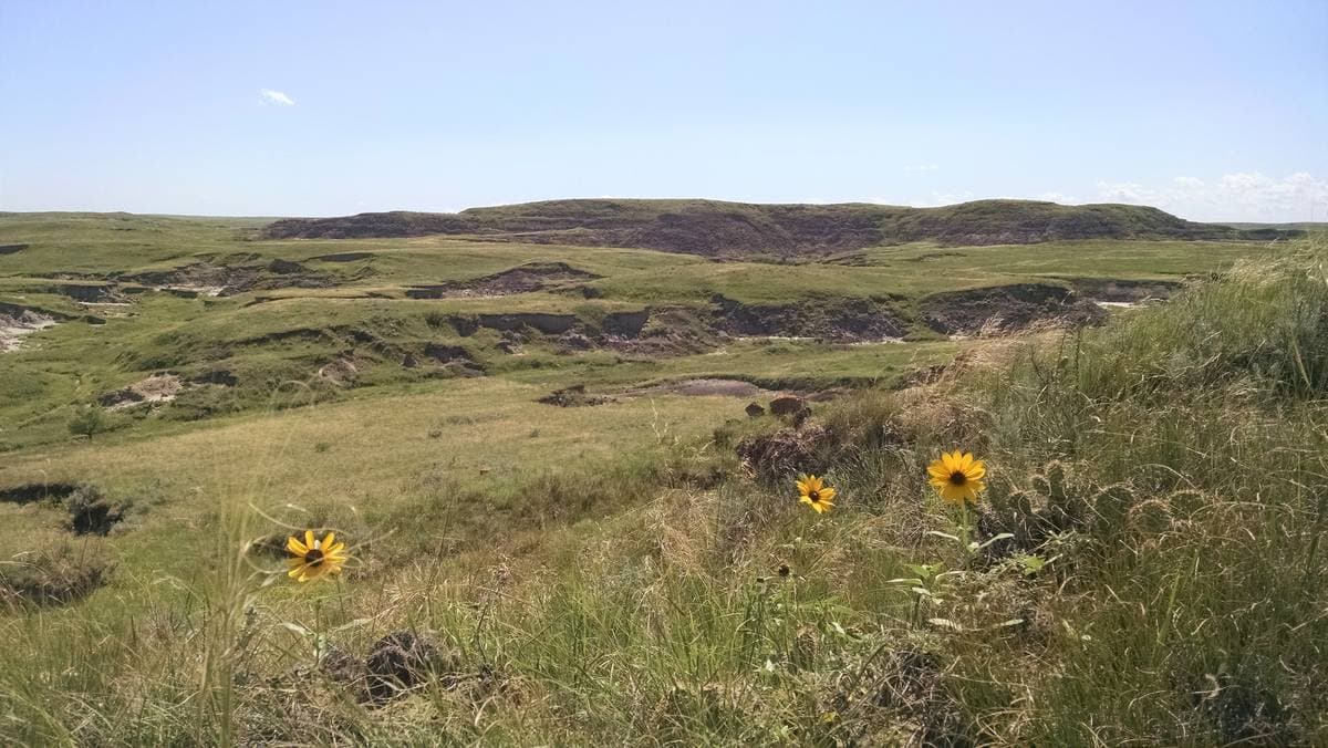 Rolling summer grassland and buttes with yellow flowers