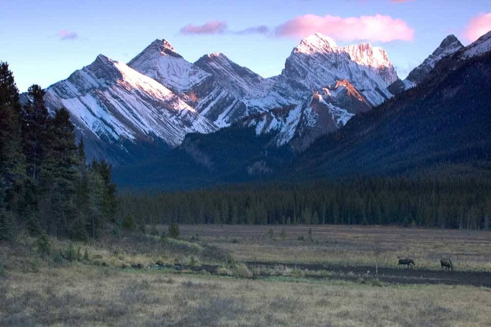 Pink evening light on peaks above a meadow in the Spray Valley