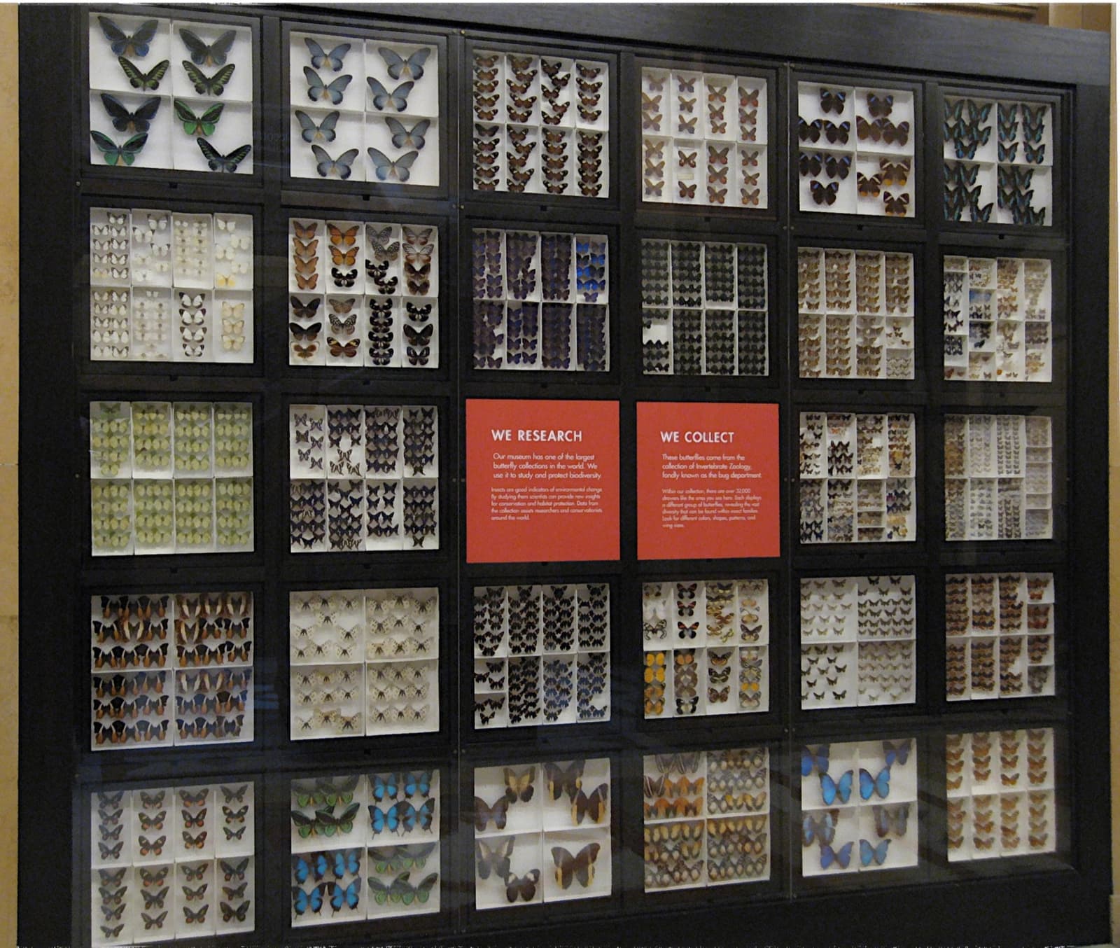 A dark wall case divided into drawers of pinned butterflies and moths