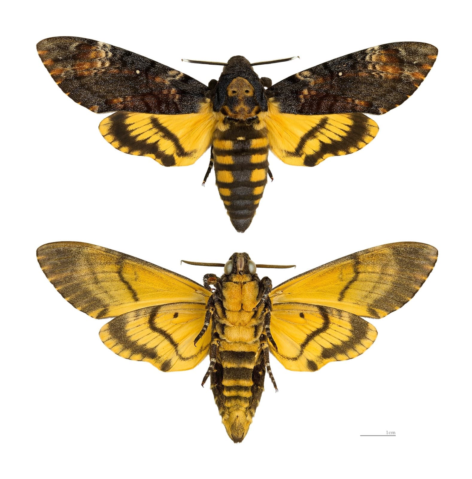 Two pinned moths with brown forewings and yellow-and-black banded hindwings