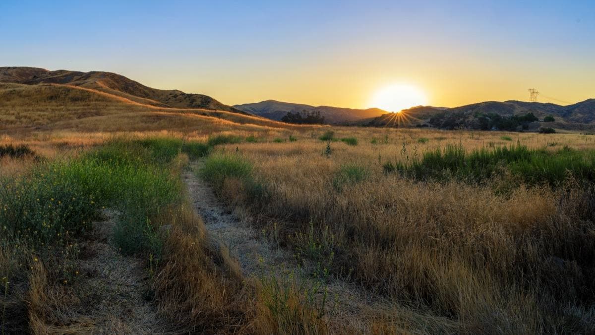 Golden grassland and a dirt track toward hills at sunrise