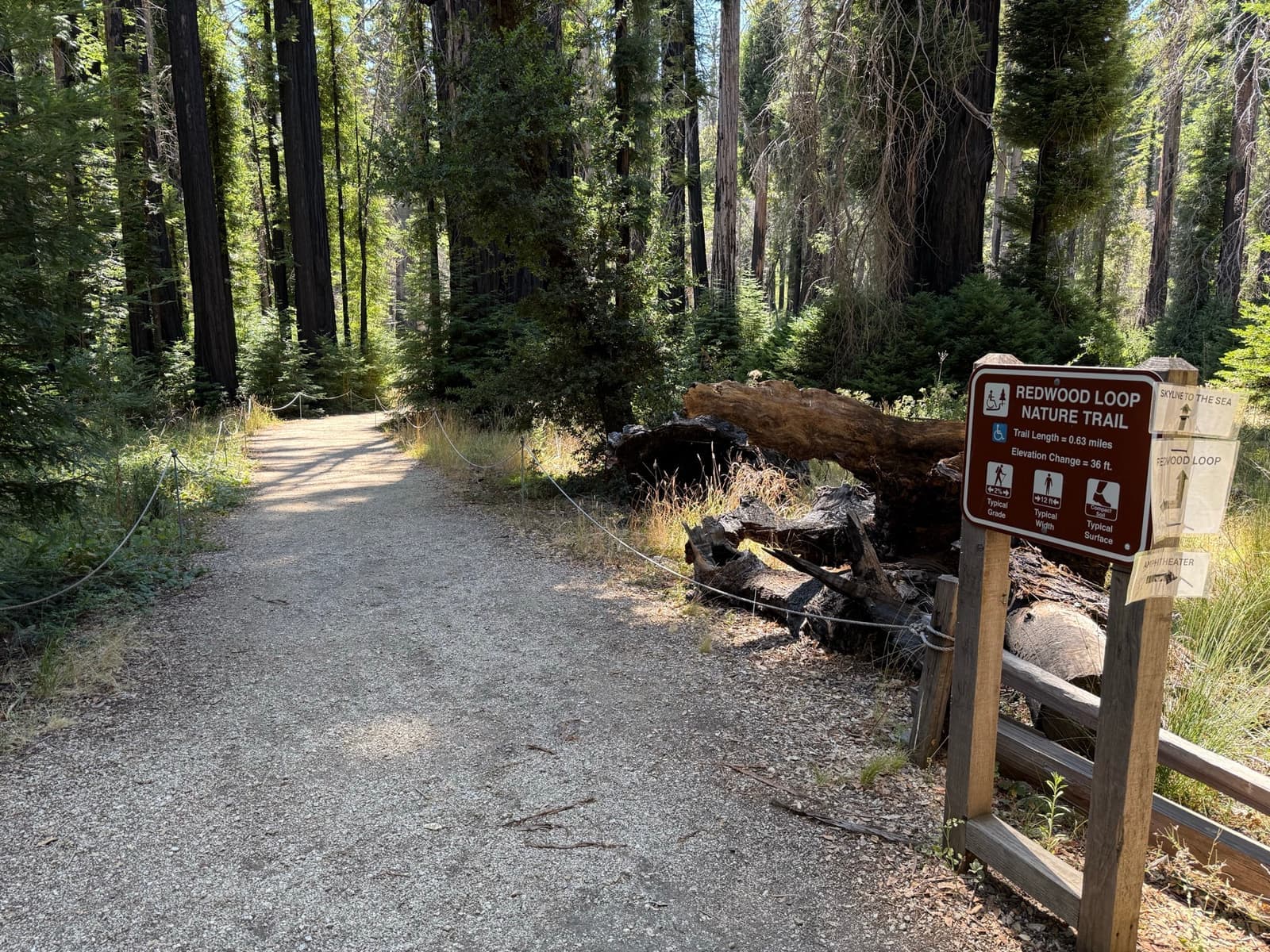 Charred redwood trunks at the start of a forest trail
