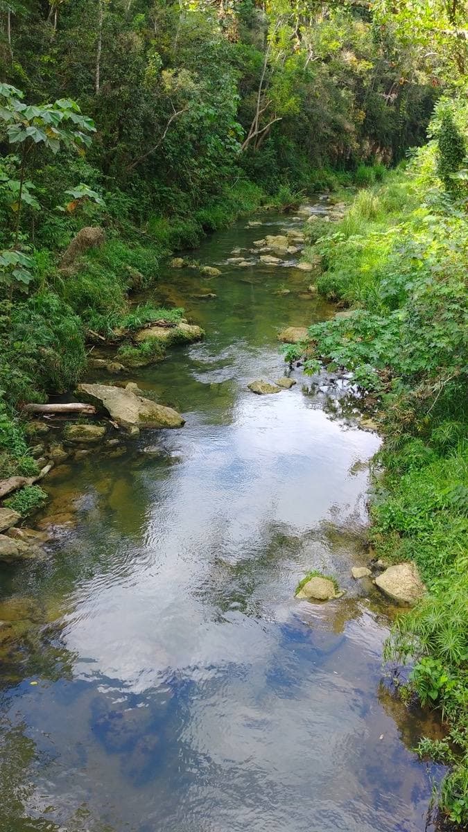 A green river valley in rural Vega Baja