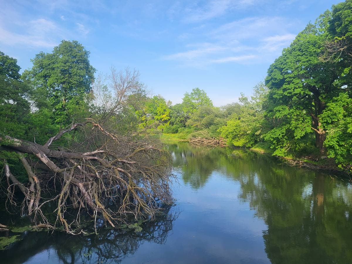 A still lagoon fringed with trees under a bright blue sky, a fallen tree in the water