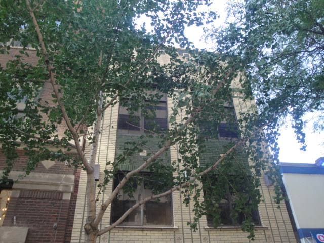 A pale brick three-storey frontage half hidden by a leafy street tree