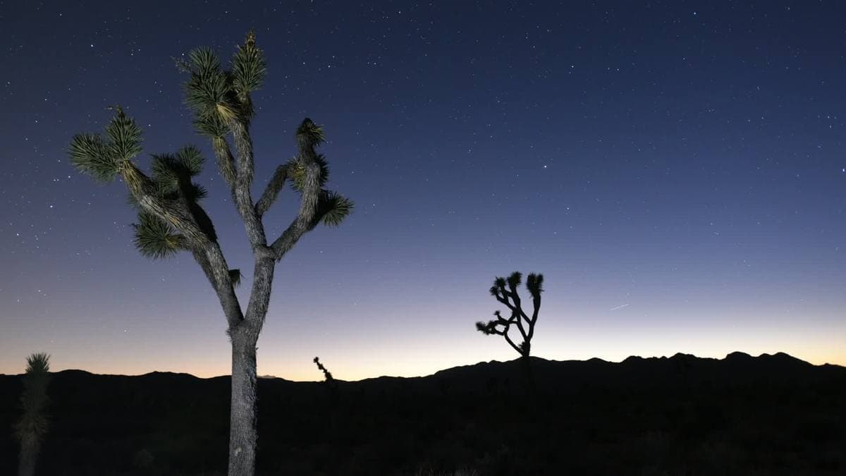 Joshua trees silhouetted against a dusk sky fading from orange to deep blue