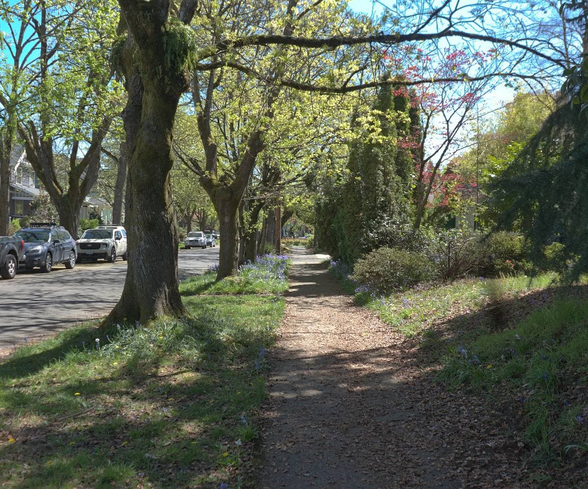 A tree-lined path under spring leaves in a Portland neighbourhood