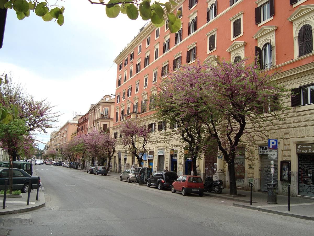 A Roman avenue lined with flowering Judas trees and pink apartment blocks
