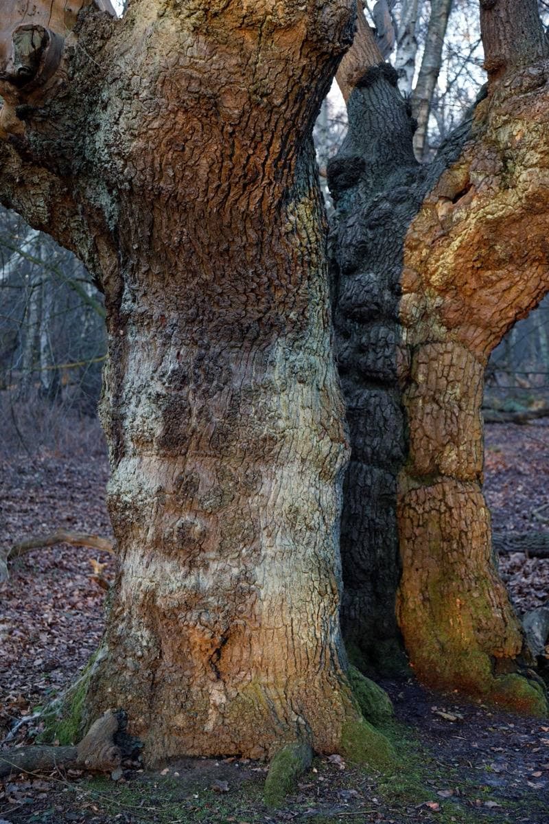 Tall oak trunks in a forest at dusk