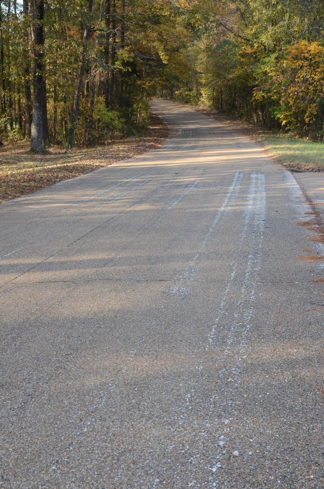 A quiet two-lane road through pine woods at Kingsland
