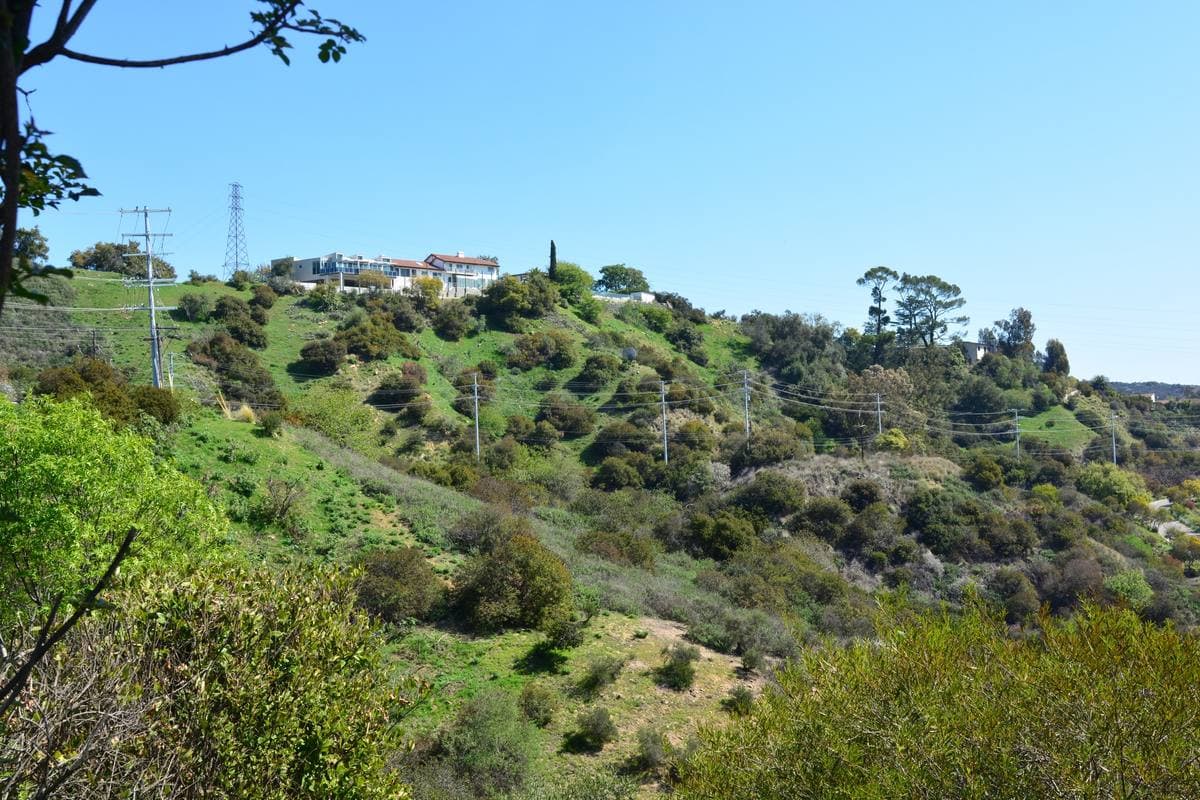 Houses among trees on the wooded slopes of Laurel Canyon