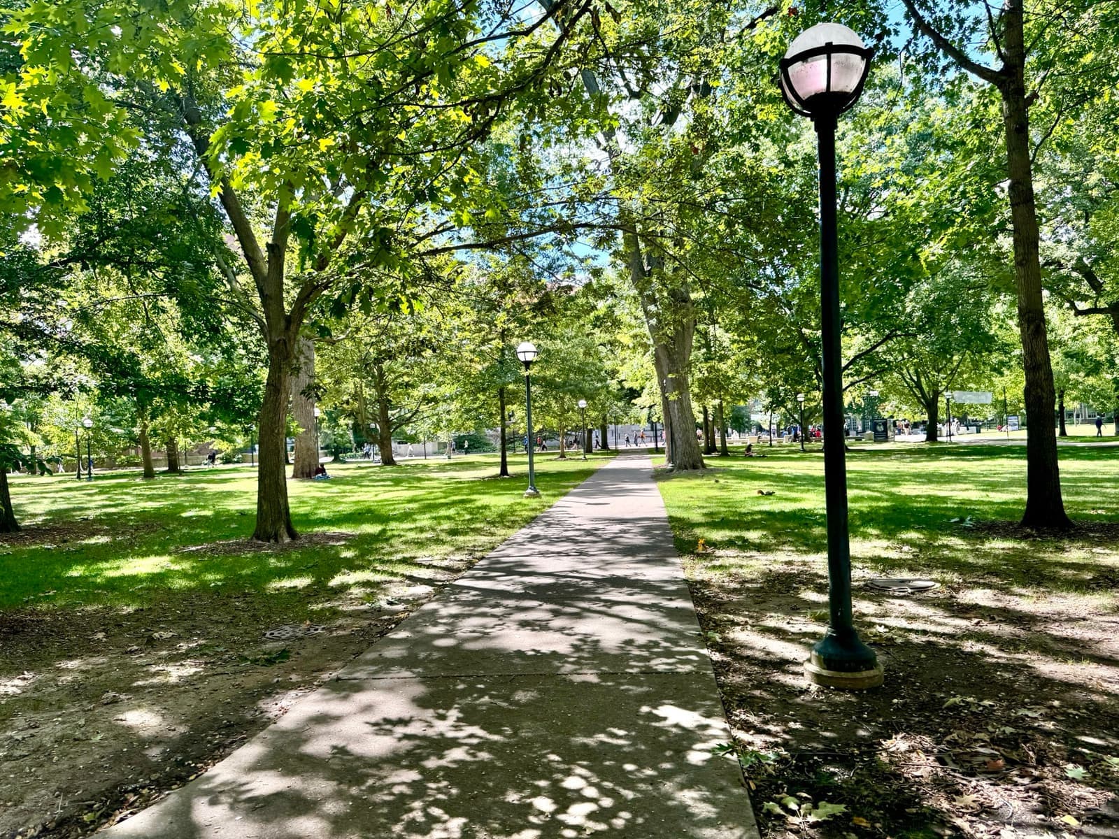 A tree-shaded path across the University of Michigan Diag