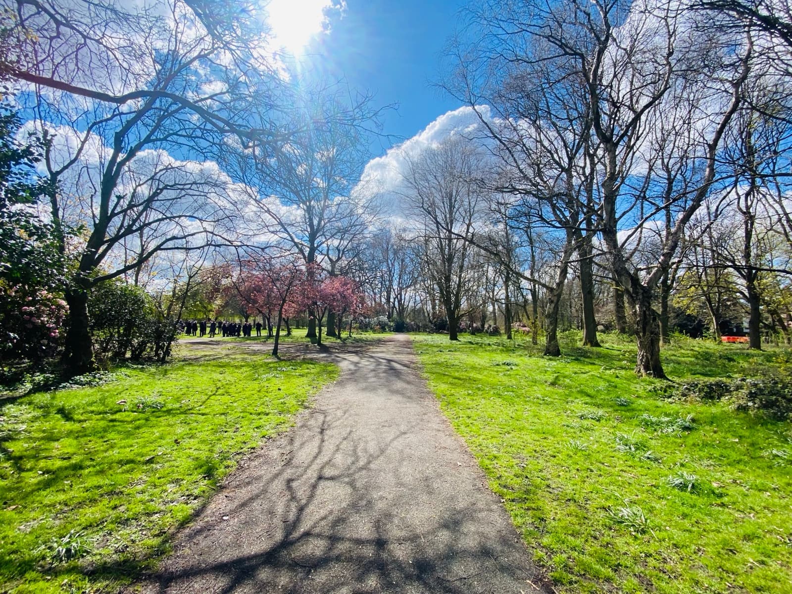 Open grass and trees in Fog Lane Park