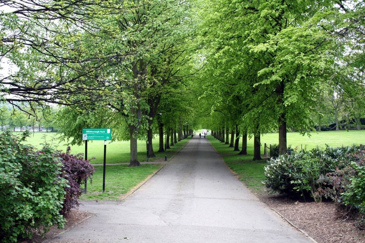 An avenue of tall green trees over a path through Hillsborough Park, Sheffield